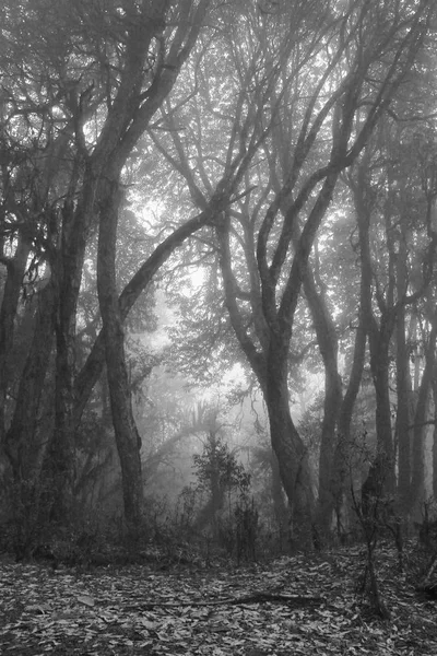 Image Momochrome d'une forêt de rhododendrons par une journée brumeuse. Scène n — Photo