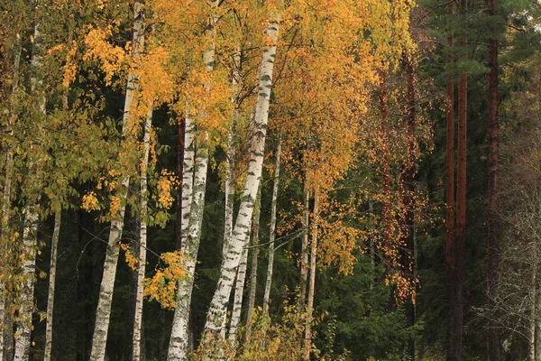 Golden Birch Trees Seen Dalsland Sweden — Stockfoto