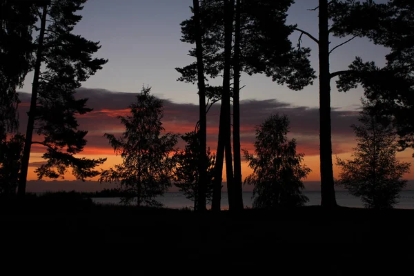 Silhouetten Van Bomen Aan Oever Van Het Vanernmeer — Stockfoto