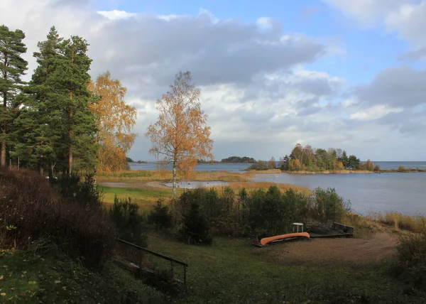 Gyllene Träd Och Nära Stranden Sjön Vanern — Stockfoto