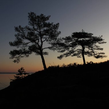 Vanern Gölü kıyısındaki yaşlı ağaçlar.