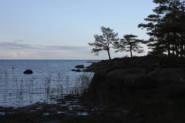 Árvores Margem Lago Vanern Suécia — Fotografia de Stock