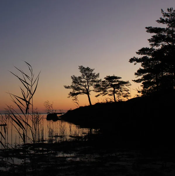 Vanern Gölü kıyısında büyüyen ağaç ve bitki siluetleri..