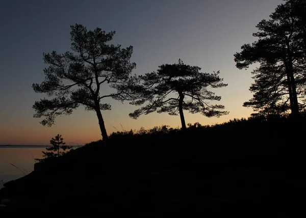 Zvětralé Staré Stromy Vidět Dalslandu Švédsko — Stock fotografie