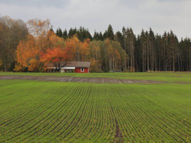 Dalsland, İsveç 'te çok renkli ağaçlar, yeşil alan ve kırmızı ev.