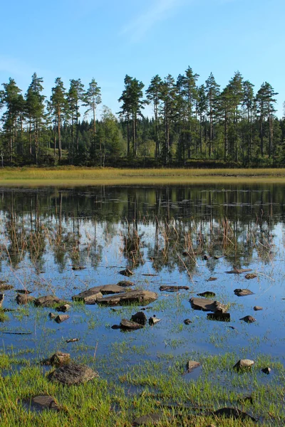 Pohon Cemara Tepi Danau Marsjon Swedia — Stok Foto