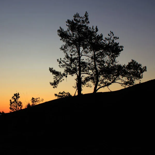 Περίγραμμα Ενός Φθαρμένου Δέντρου Και Φωτεινός Πρωινός Ουρανός — Φωτογραφία Αρχείου
