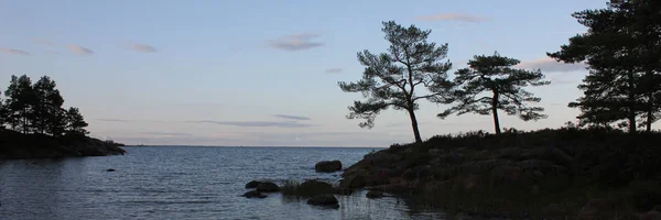 Árvores Antigas Que Crescem Margem Lago Vanern Suécia — Fotografia de Stock