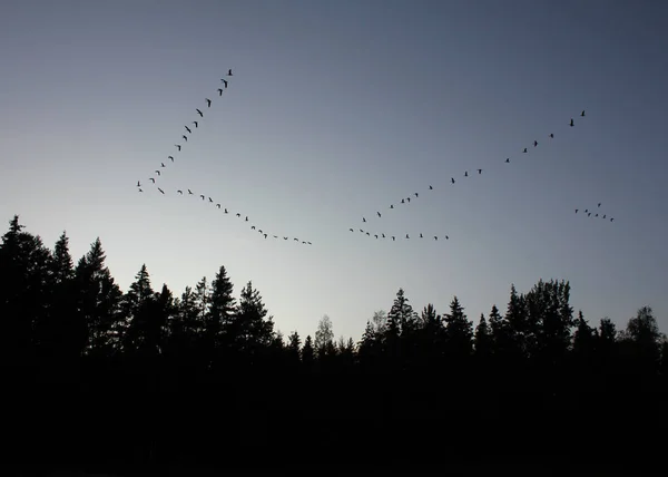 Bandos Gansos Voando Sobre Uma Floresta Dalsland Suécia — Fotografia de Stock