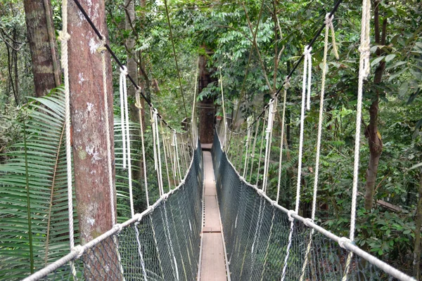Подвесный мост из железной цепи и леса в лесу — стоковое фото