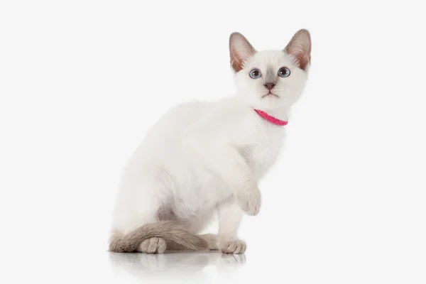 Kätzchen. thai cat auf weißem Hintergrund — Stockfoto