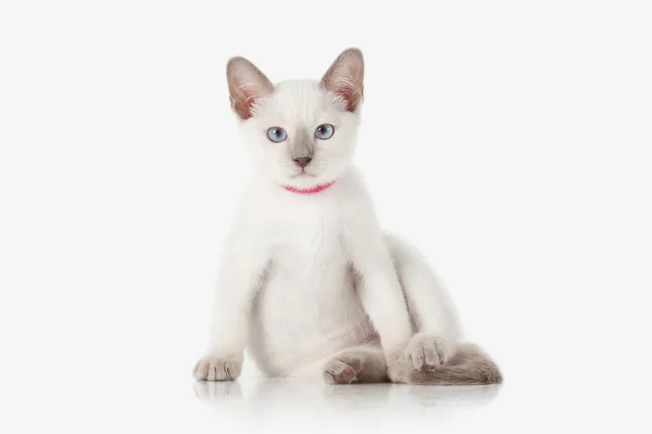 Котёнок. Тайский кот на белом фоне — стоковое фото