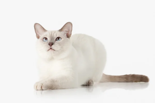 Kitten. Thai cat on white background — Stock Photo, Image