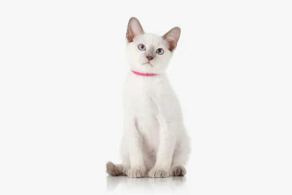 Kätzchen. thai cat auf weißem Hintergrund — Stockfoto