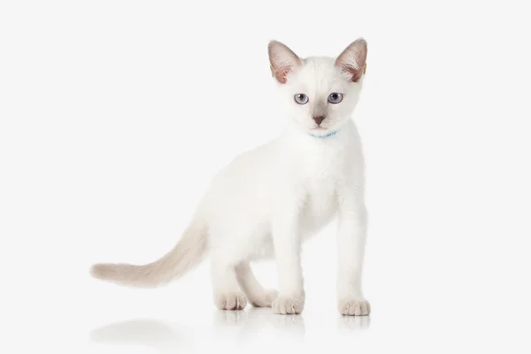 Котёнок. Тайский кот на белом фоне — стоковое фото