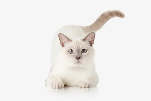 Kitten. Thai cat on white background — Stock Photo, Image