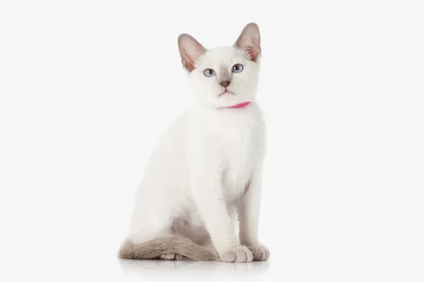 Кошеня. Тайська кіт на білому тлі — стокове фото