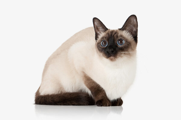 Kitten. Thai cat on white background