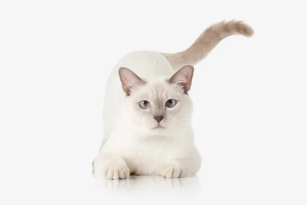 Gatito. Gato tailandés sobre fondo blanco Imagen de stock