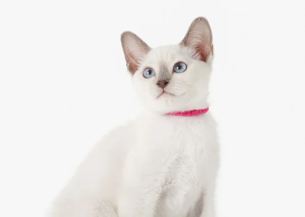 Gatinho. Gato tailandês no fundo branco — Fotografia de Stock