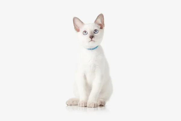 Gatito. Gato tailandés sobre fondo blanco Fotos de stock libres de derechos