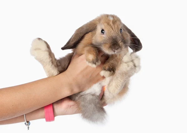 Pet. Rabbit isolated on white background — Stock Photo, Image