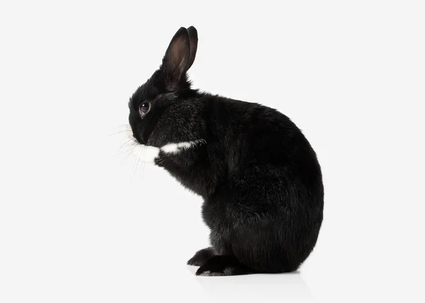 Haustier. Kaninchen isoliert auf weißem Hintergrund — Stockfoto