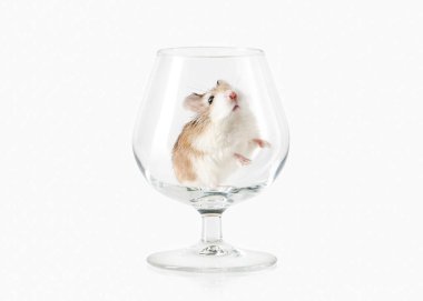Beyaz arka plan üzerinde izole Pet Roborovski hamster