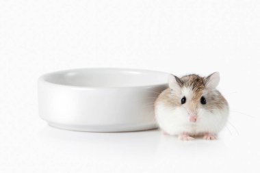 Beyaz arka plan üzerinde izole Pet Roborovski hamster