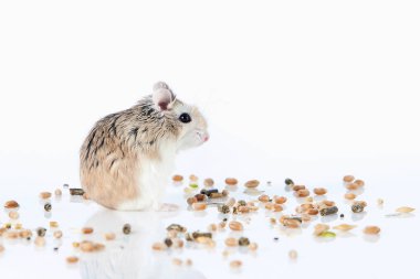Beyaz arka plan üzerinde izole Pet Roborovski hamster