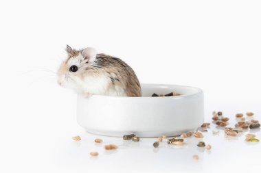 Beyaz arka plan üzerinde izole Pet Roborovski hamster