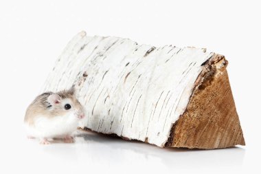 Beyaz arka plan üzerinde izole Pet Roborovski hamster