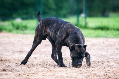 Köpek. Cane corso Italiano köpek açık havada