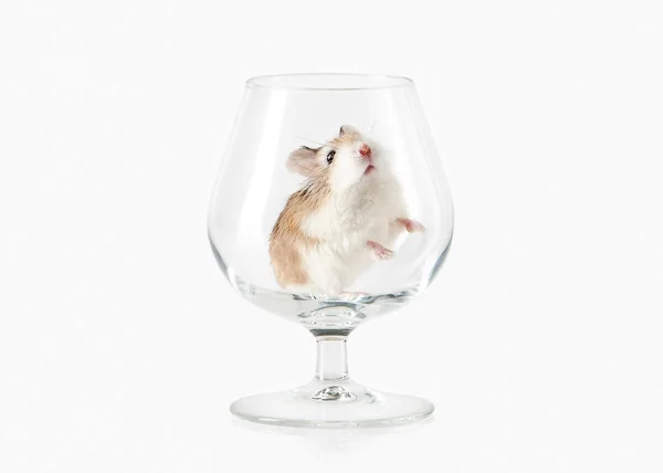 Animal de estimação. Roborovski hamster isolado sobre fundo branco — Fotografia de Stock