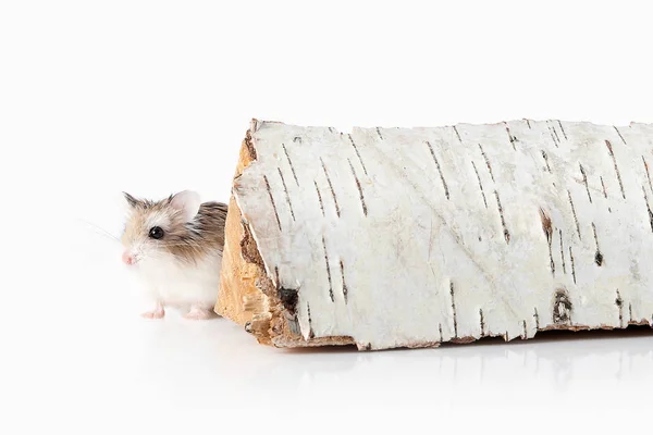 Animal de estimação. Roborovski hamster isolado sobre fundo branco — Fotografia de Stock