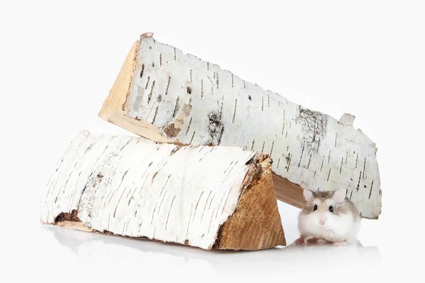 Mascota. Hámster Roborovski aislado sobre fondo blanco —  Fotos de Stock