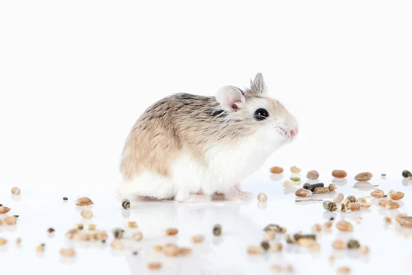 Mascota. Hámster Roborovski aislado sobre fondo blanco Imagen de archivo