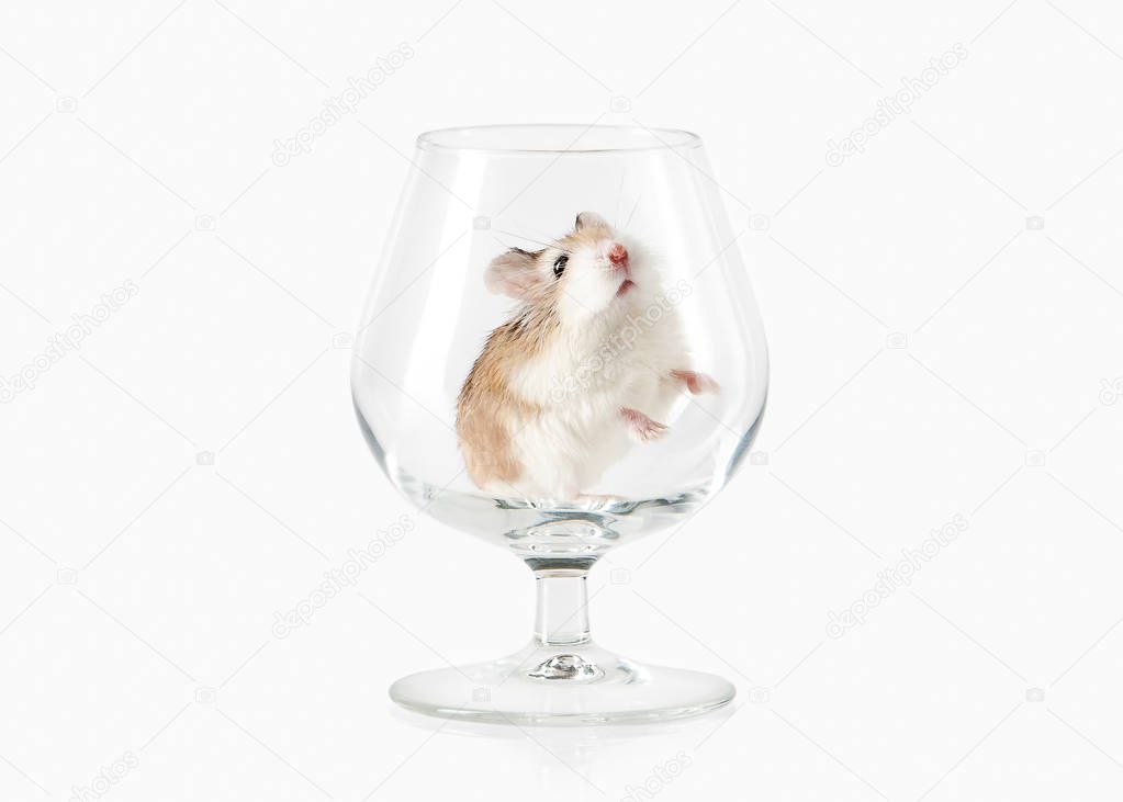 Pet. Roborovski hamster isolated on white background