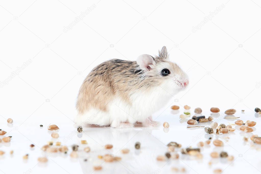 Pet. Roborovski hamster isolated on white background