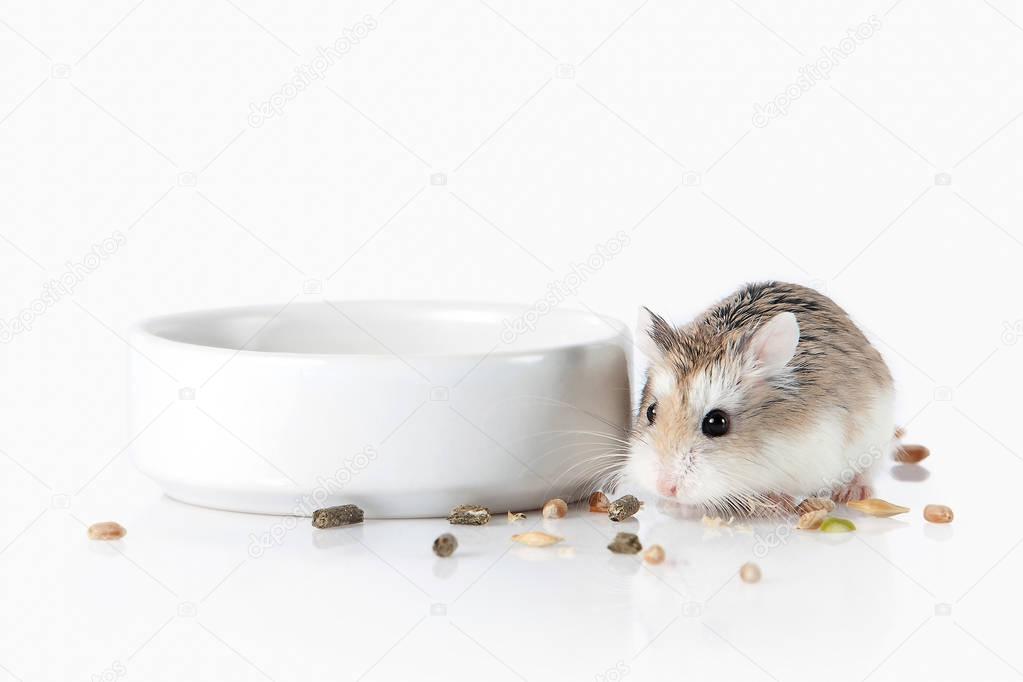 Pet. Roborovski hamster isolated on white background