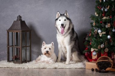 Köpek. Siberian dış yapraklar ve batı dağlık beyaz korkunç üstünde Noel