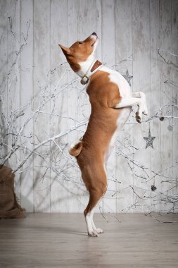 Köpek. Alçaklık Noel arka plan üzerinde