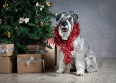 Köpek. Minyatür schnauzer Noel arka plan üzerinde