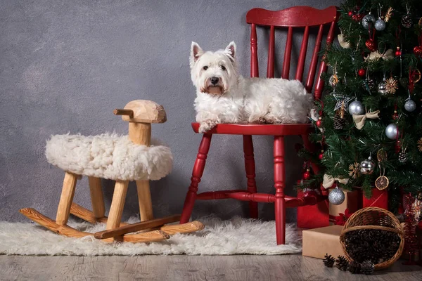 Hund. West Highland White Terrier på jul bakgrund — Stockfoto