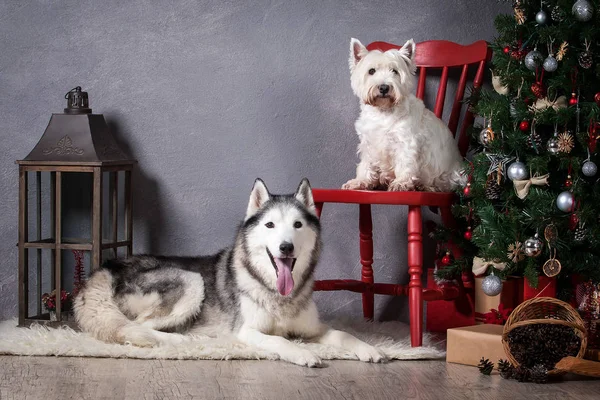 Pes. Sibiřský Husky a West Highland White teriér na Vánoce — Stock fotografie