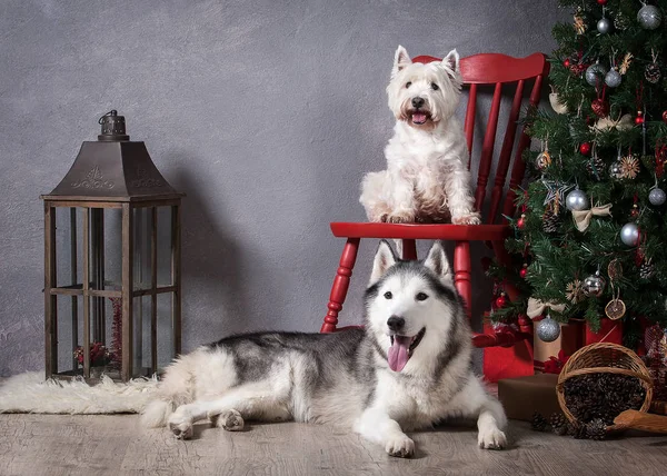 Anjing. Siberian Husky dan West Highland White Terrier saat Natal — Stok Foto
