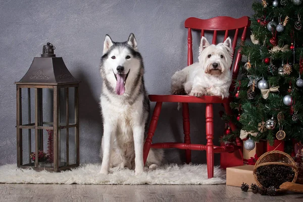 Pes. Sibiřský Husky a West Highland White teriér na Vánoce — Stock fotografie