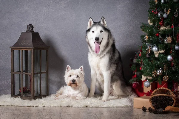 Pes. Sibiřský Husky a West Highland White teriér na Vánoce — Stock fotografie