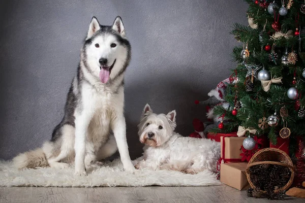 Pes. Sibiřský Husky a West Highland White teriér na Vánoce — Stock fotografie