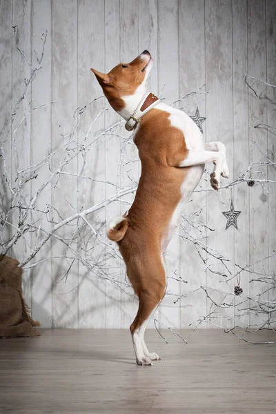 Köpek. Alçaklık Noel arka plan üzerinde